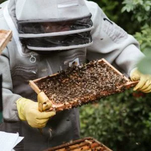 fencing_veil_beekeeper Fencing Veil Beekeeper