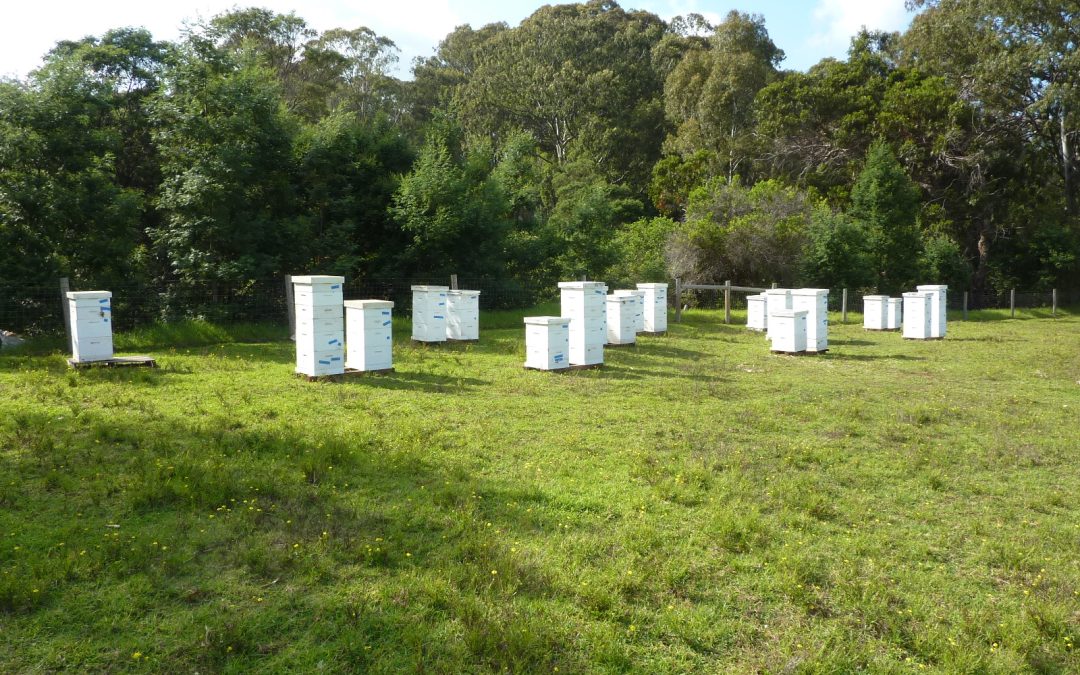 The Complete Beginner’s Guide to Beekeeping Clothing