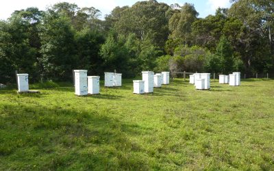 The Complete Beginner’s Guide to Beekeeping Clothing