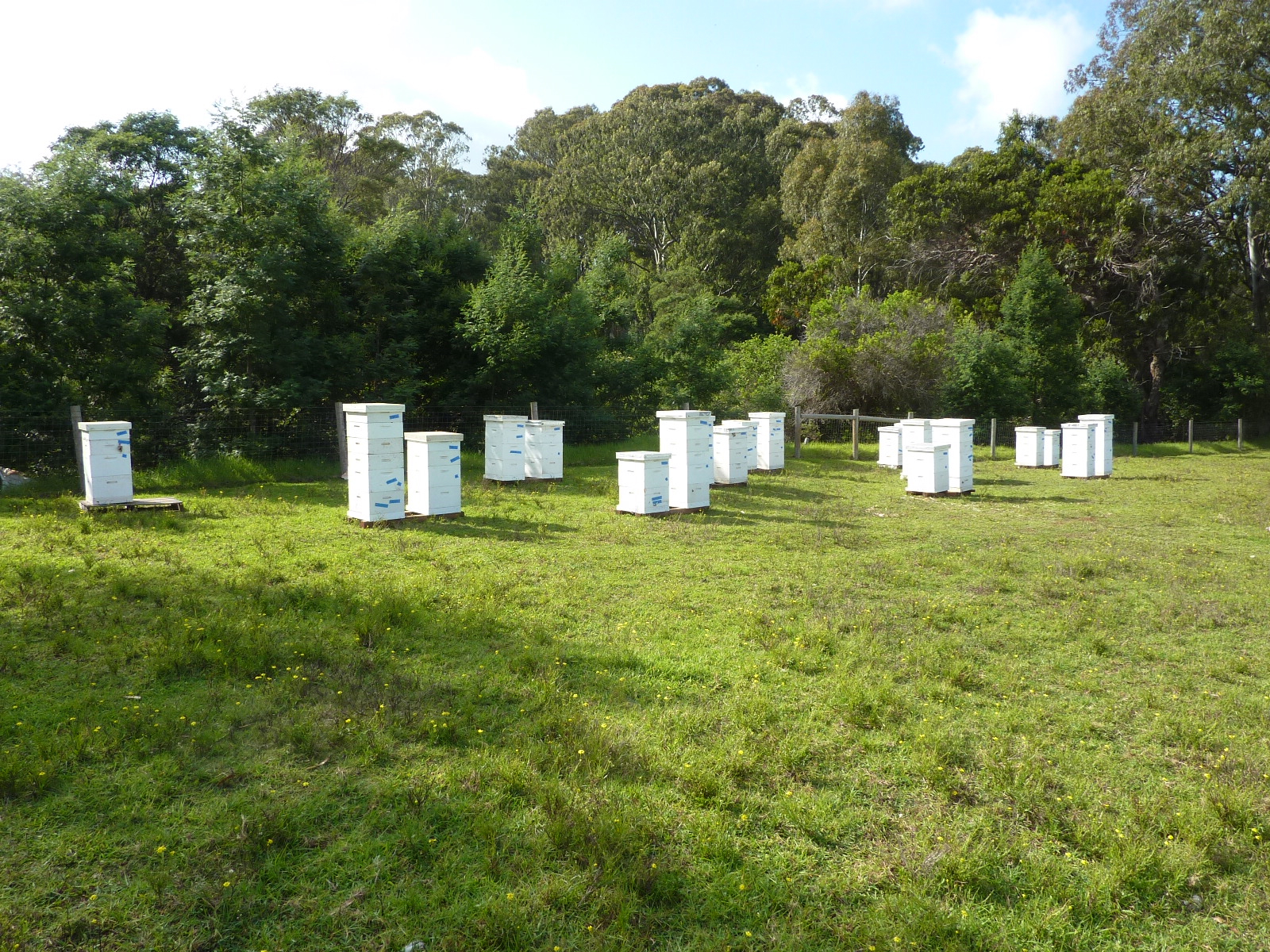 Beehives-on-a-Field-in-Maui Beehives